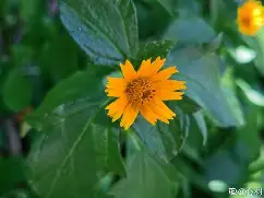 开云网址 -蟛(蟛蜞图片)